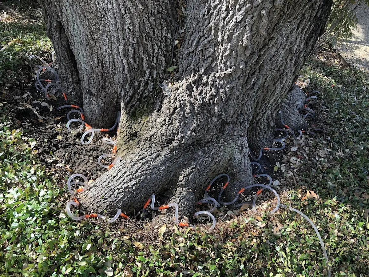 Detailed Tree Cabling and Bracing job site in Purgitsville