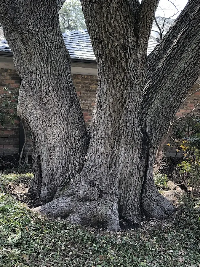 Mature heritage tree close to a Purgitsville property cared for by certified arborists